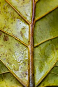 Macro shot of a leaf. Close up shot of leaf focusing on the middle stem Stock Photos