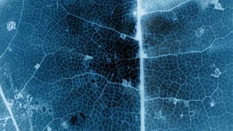 Macro shot of the leaf on an electromagnetic radiation in Estonia Видео 171118847