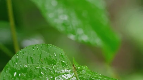 Macro shot of leaf Stock Footage 79019118
