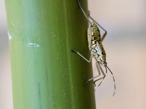 Macro shot of a leaf-footed bug nymph, specifically a Crusader Bug 스톡 사진