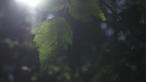 Macro shot of Leaf in forest. Vidéo 86878575
