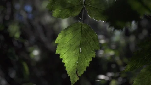 Macro shot of Leaf in Forest. Vidéo 86879534
