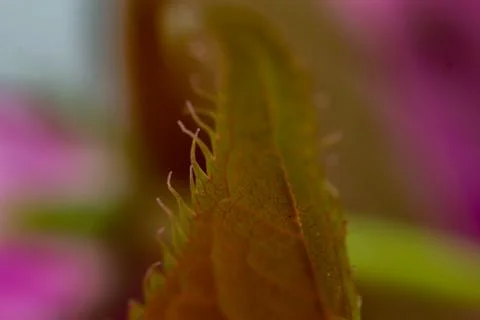 Macro Shot Of The Leaf Of the Japanese Cherry Stock Photos