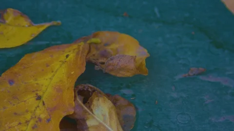 Macro Shot of a Leaf Laying on a Bench Gently Blowing in the Breeze Stock Footage 97723907