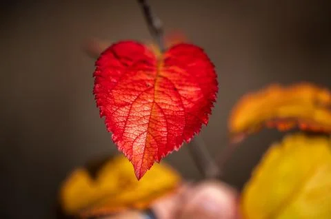 Macro shot of a leaf looking like a heart Stock Photos