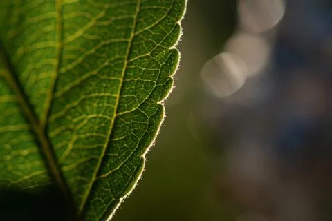 Macro shot of leaf. Nature background photography Stock Photos