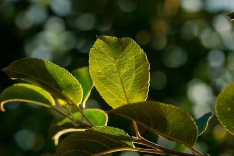Macro shot of leaf. Nature background photography. Closeup photo. Stock Photos