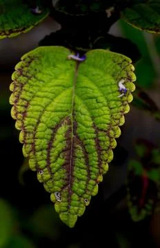 A macro shot of a leaf. Stock Photos