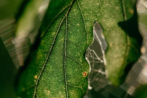 Macro shot of a leaf with a spider web and vein pattern Stock Photos