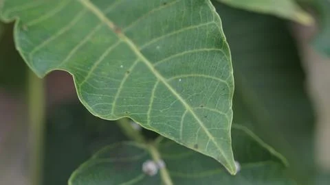 Macro Shot of Leaf Surface Texture Stock Photos