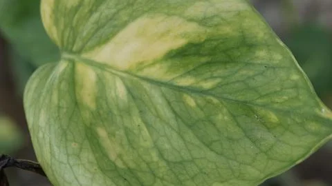 Macro Shot of Leaf Surface Texture Stock Photos