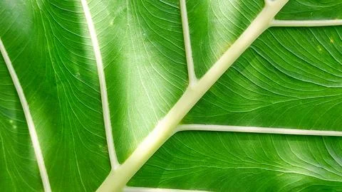 Macro shot of leaf texture and intricate vein pattern Stock Photos