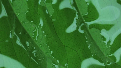 Macro shot of leaf texture, extract, essential oil. Stock Footage 156652230