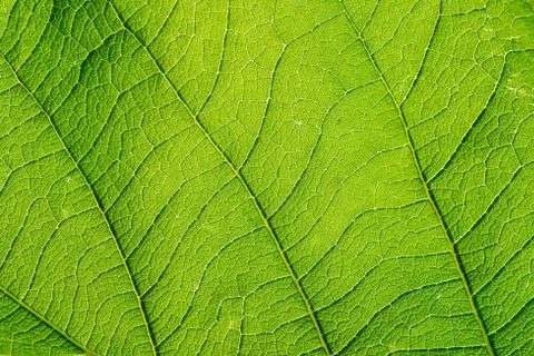 Macro Shot Of Leaf Texture. Stock Photos