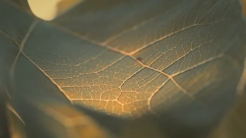 Macro shot of leaf veins and cells with warm colors in Slow motion Stock Footage 97892346