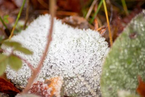 Macro shot of a leaf in winter with ice crystals on it Stock Photos