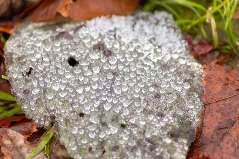 Macro shot of a leaf in winter with ice crystals on it Stock Photos