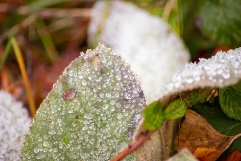 Macro shot of a leaf in winter with ice crystals on it Stock Photos