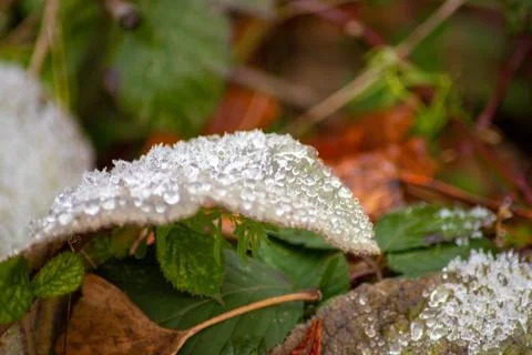 Macro shot of a leaf in winter with ice crystals on it Stock Photos