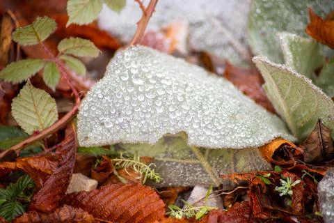 Macro shot of a leaf in winter with ice crystals on it Stock Photos