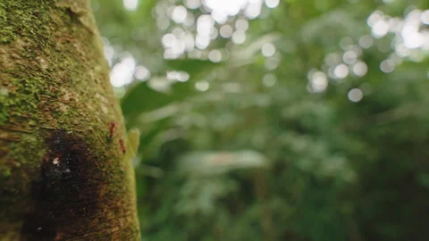 Macro shot of a leafcutter ant carrying a large leaf fragment on a mossy tree 库存影片 336058829