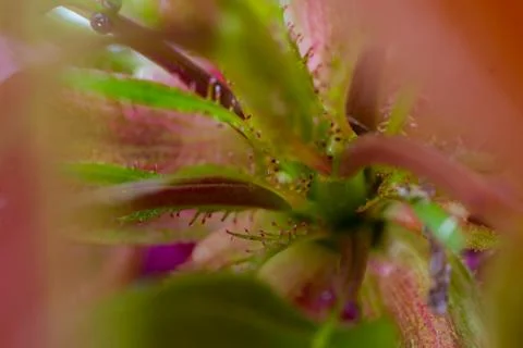 Macro Shot Of The Leafs And Branches Of the Japanese Cherry Stock Photos