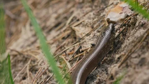 Macro Shot of a Legless Lizard Moving and Flicking Tongue in Forest Stock Footage 316293272
