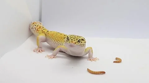 Macro shot of a leopard gecko, focus on detail with space for text Stock Footage 288215162