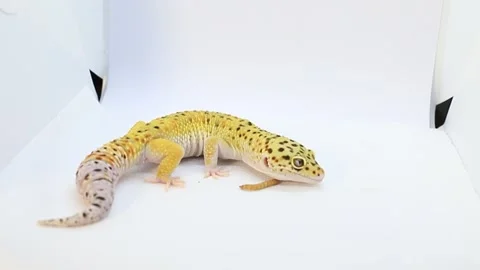 Macro shot of a leopard gecko, rear and side view. Lizard on a white backgro Stock Footage 288215109
