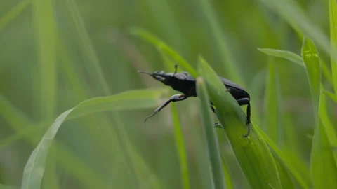 Macro shot of lesser stag beetle climbing through grass at sunset Vídeos de archivo 335837803