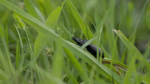 Macro shot of lesser stag beetle climbing through grass at sunset Stock Footage 335838268