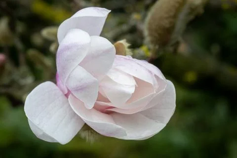 Macro shot of a light pink unopened magnolia flower Stock Photos