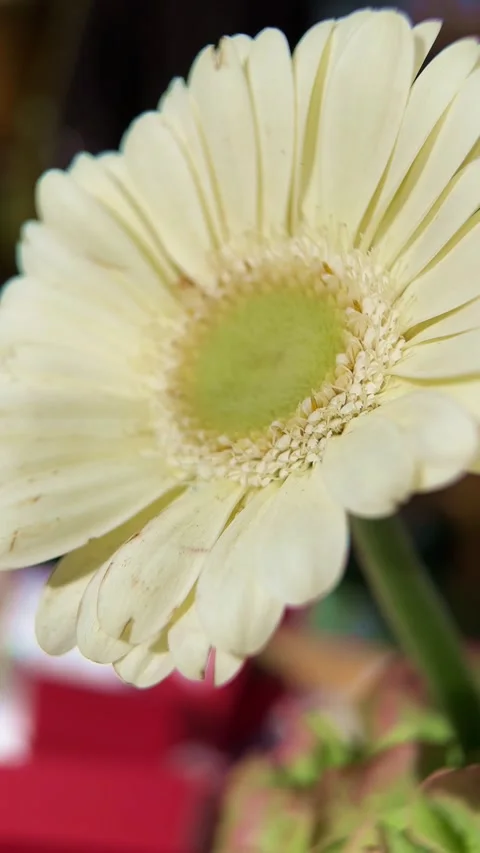 Macro Shot of Light Yellow Gerbera Flower Stock Footage 321614288
