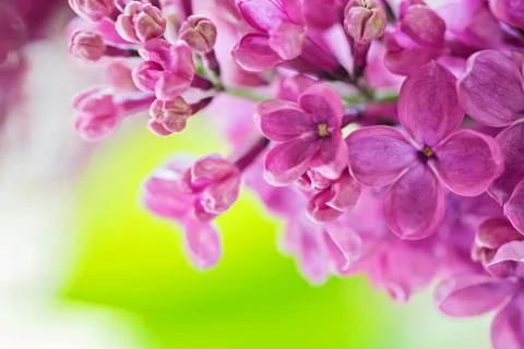 Macro shot of lilac Stock Photos