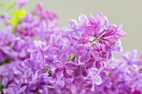 Macro shot of lilac Фото