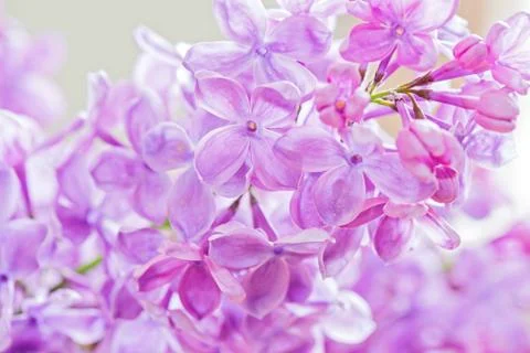 Macro shot of lilac Фото