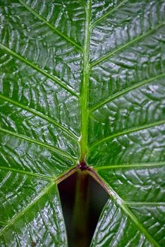 Macro shot of lines and patterns in nature, Costa Rica. Stock Photos