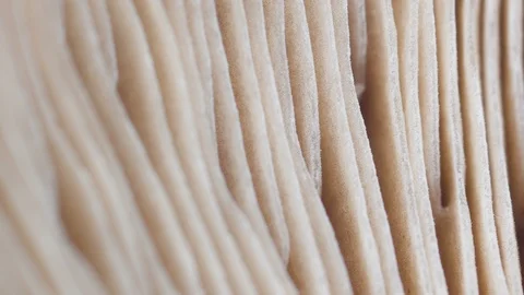 The macro shot of the lines on the spores Stock Footage 102742912