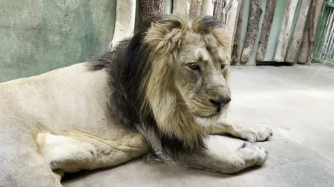 A macro shot of a Lion head. The lion is the king of beasts. Stock video. 4K. Stock Footage 218157953