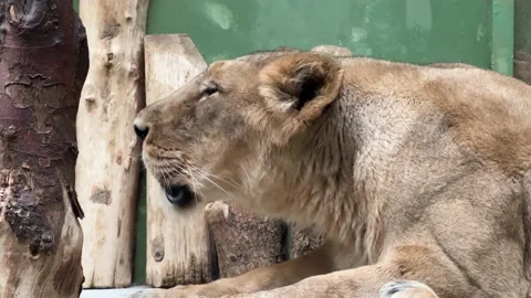 Macro shot of a lioness lying in front of the camera in profile. 4K. Stock Footage 232055336