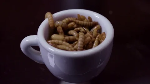 Macro shot live mealworms in a tea cup one crawls out Stock Footage 73098401