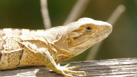 Macro shot of lizard or iguana basking in afternoon in Costa Rica, 1080p 動画素材 98714558