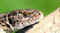 Macro shot of lizzard on tree HD Footage