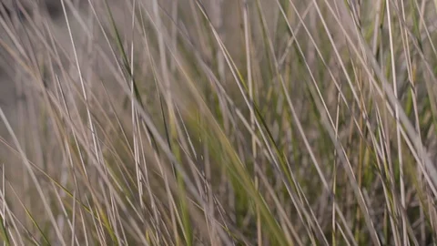 Macro shot of long grass in sand Stock Footage 104564191