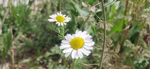 Macro Shot of Macro Shot of Chamomile Flower with Natural Green Background 動画素材 332801847