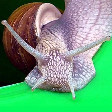 Macro Shot Mainly of the Front Part of a Roman Snail (Helix pomatia) 스톡 사진