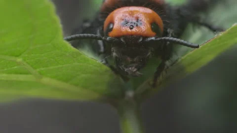 Macro Shot With Mammoth Wasp Sitting On The Leaf In Windy Weather Stock Footage 131102619