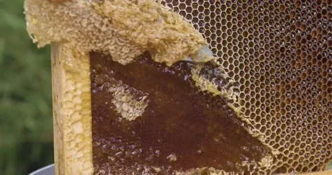 Macro shot: man cuts off beeswax with a knife, honey harvest. Eco honey Stock Footage 140038007