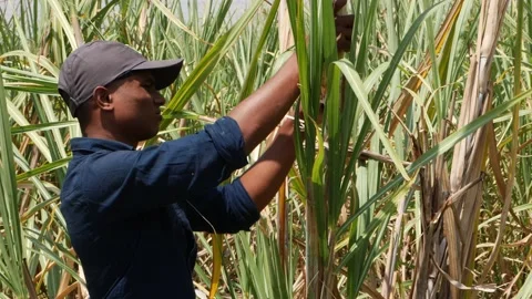 Macro shot of man wearing cap ripping raw sugarcane sticks Vidéo 150727847