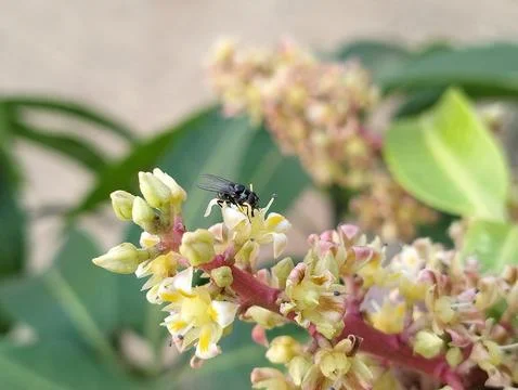 Macro Shot of Mango Tree Flowers with Pollinator Insect Stock Photos